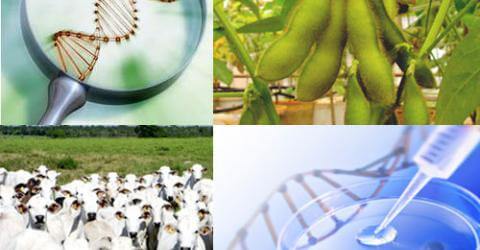 Processos Biotecnológicos Inovadores e a Proteção da Biodiversidade